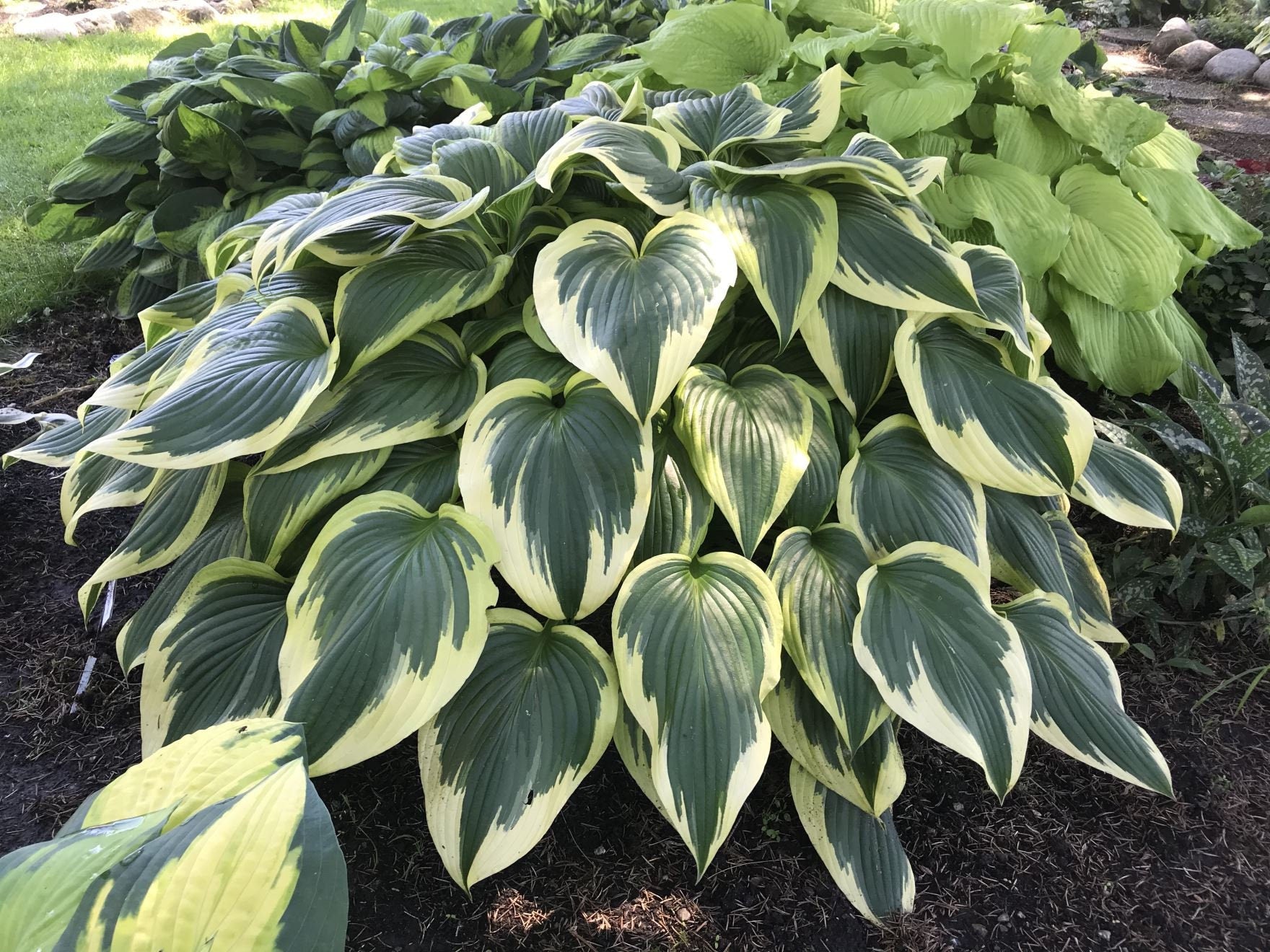 hosta FANTABULOUS large dark rare perennial = 1 Potted Garden Plant