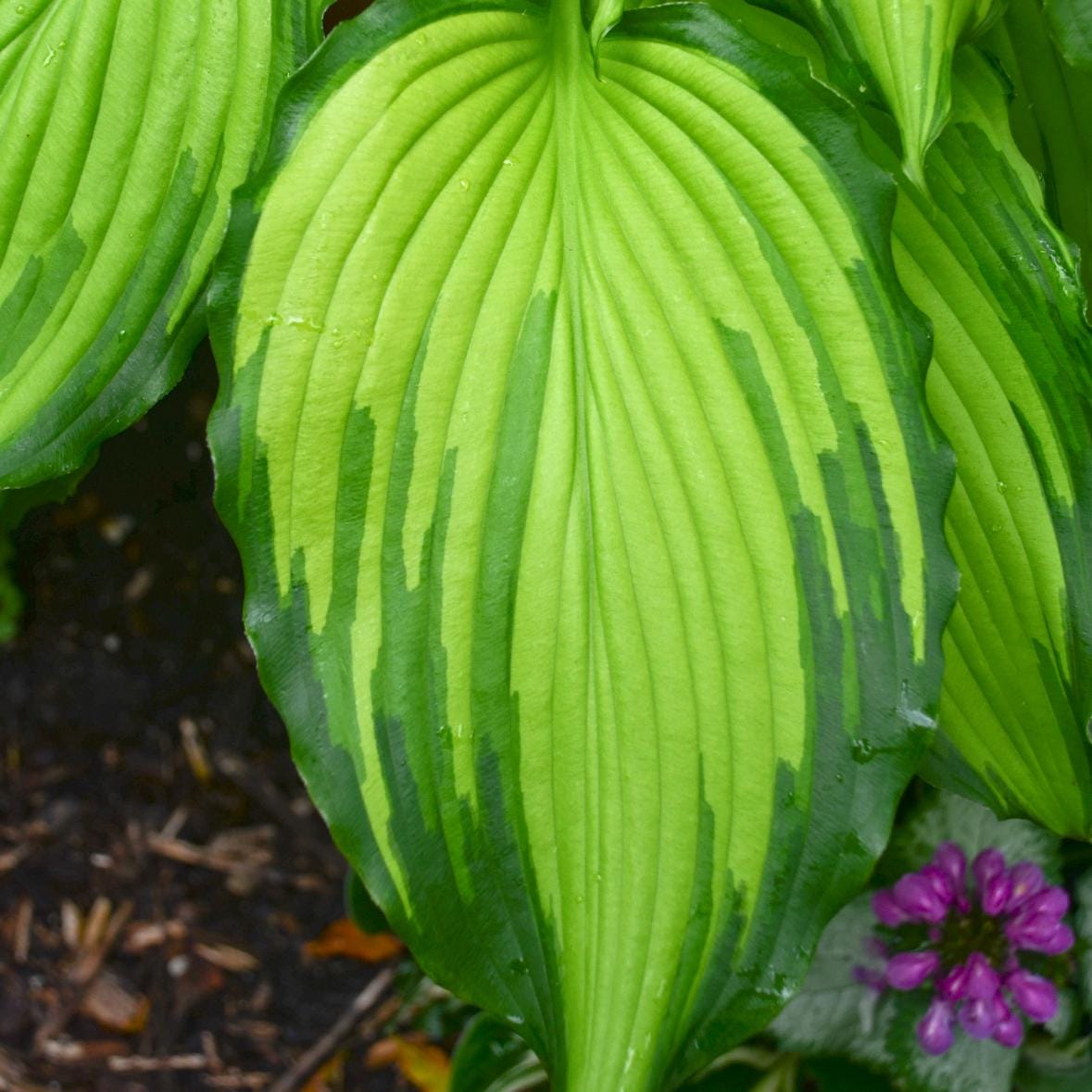 hosta FIRST DANCE large colorful hostas wavy pointed arching growing perennial = 1 Potted Garden Plant