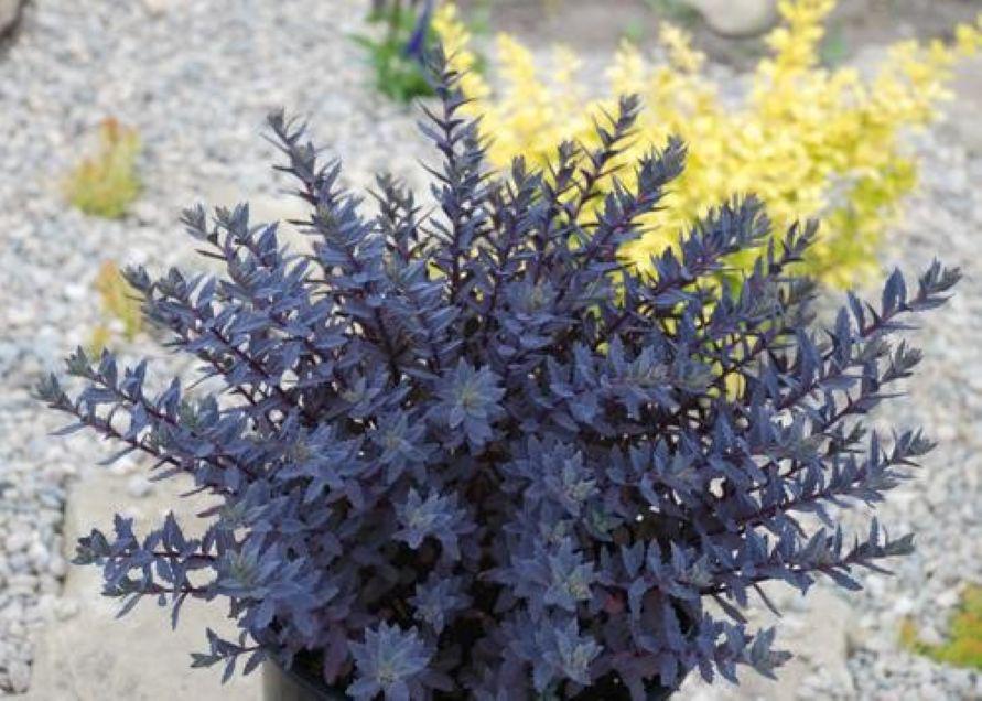 sedum SAPPHIRE TUFFET purple blue pink arching stonecrop succulent SunSparkler thick hardy perennial = 1 Potted Garden Plant