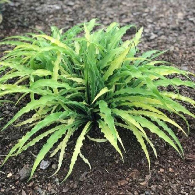 hosta CURLY FRIES small yellow gold wavy long narrow award winner shade perennial = 1 Potted Garden Plant