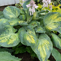hosta SOUND OF MUSIC large Shadowland new white flowers rare thick corrugated perennial = 1 Potted Garden Plant