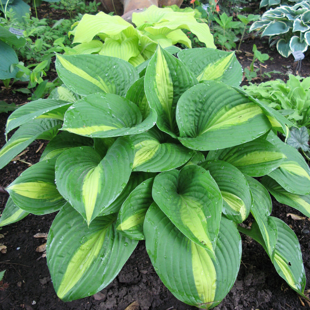hosta ANN KULPA medium rare colorful tricolor shiny rippled heart shaped disease-free = 1 Live Potted Plant