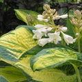 hosta GREAT EXPECTATIONS large classic thick popular Elegans sport roots hostas perennial = 1 Potted Garden Plant