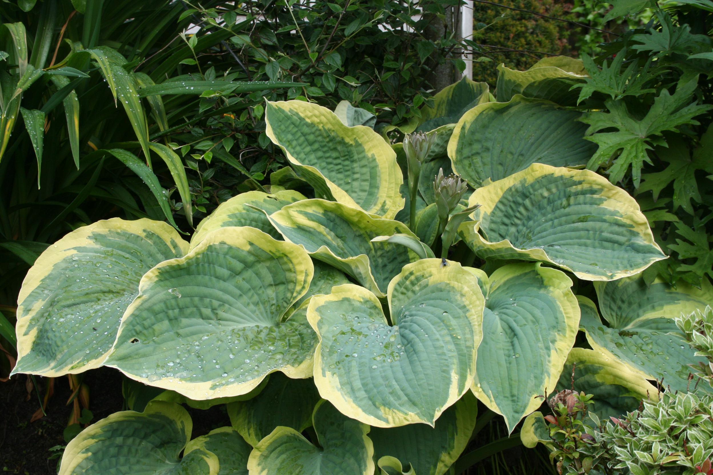 hosta EARTH ANGEL large blue award winning Designer huge giant Hosta Of The Year 2009 thick perennial = 1 Potted Garden Plant