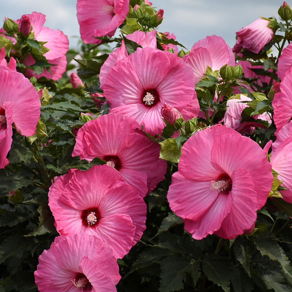 hibiscus AIRBRUSH EFFECT pink stunning huge flowers hardy perennial = 1 Potted Garden Plant