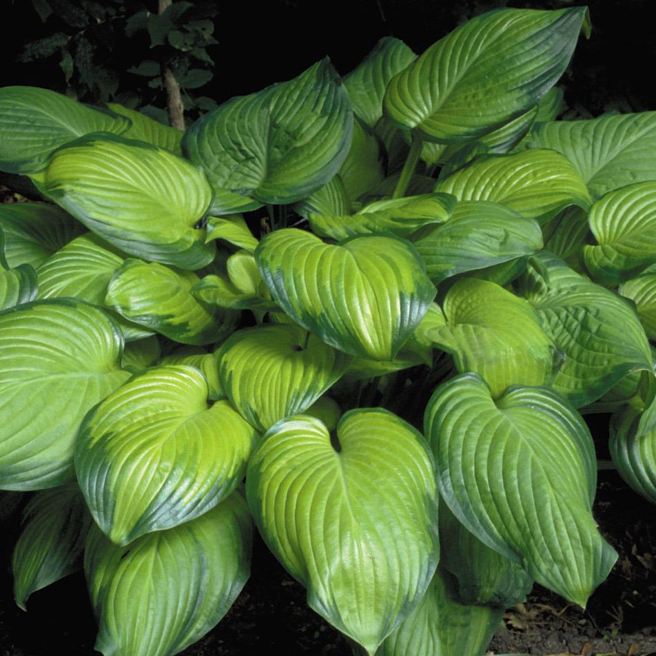 hosta GUACAMOLE large fragrant flowers sun tolerant Designer fast award winning perennial = 1 Potted Garden Plant