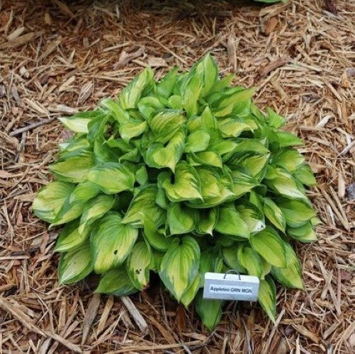 hosta TIKI BAR mini very small variegated rare perennial = 1 Potted Garden Plant
