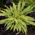hosta WIGGLES AND SQUIGGLES small yellow gold wavy long narrow shade perennial = 1 Potted Garden Plant