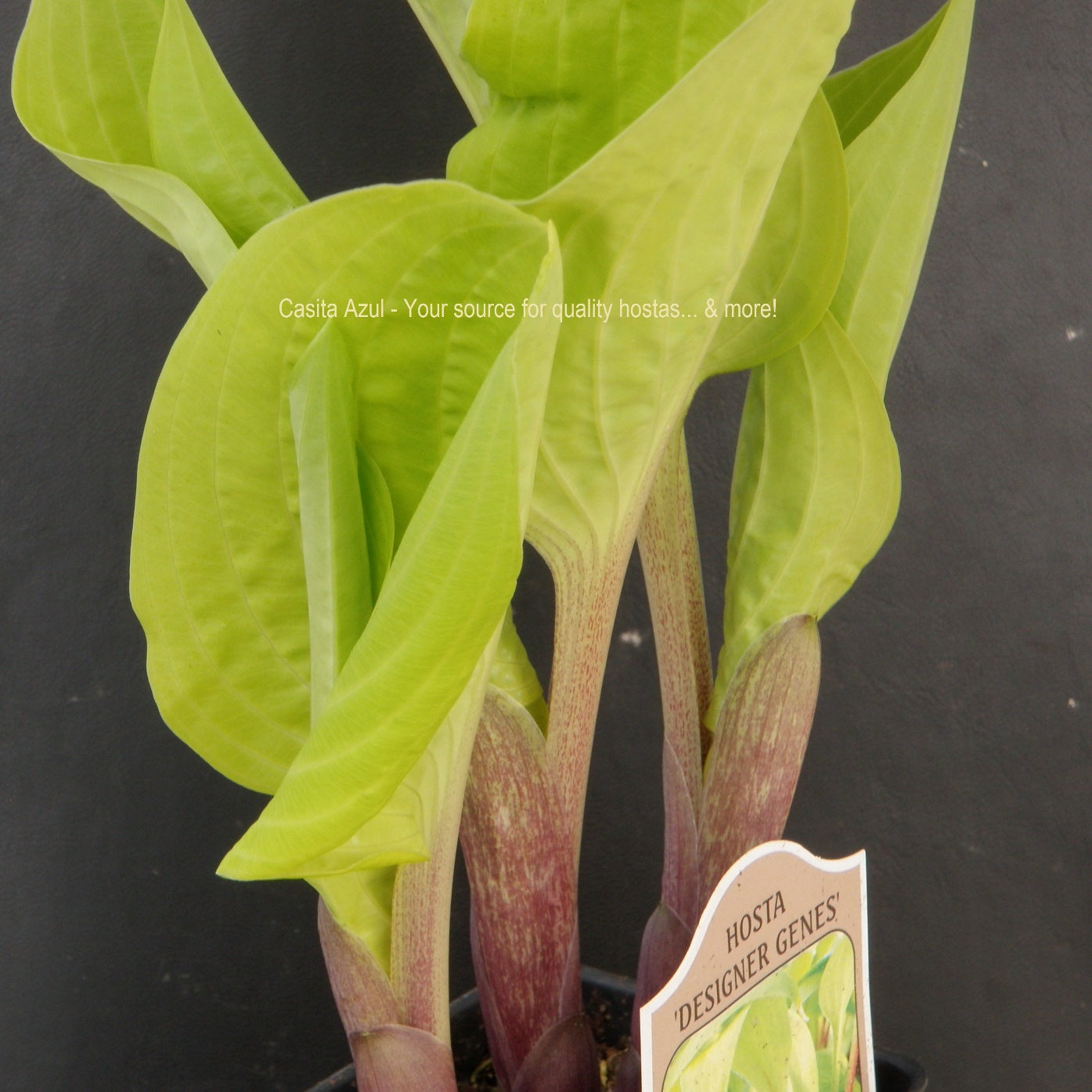 hosta DESIGNER GENES small red yellow shade perennial = 1 Potted Garden Plant