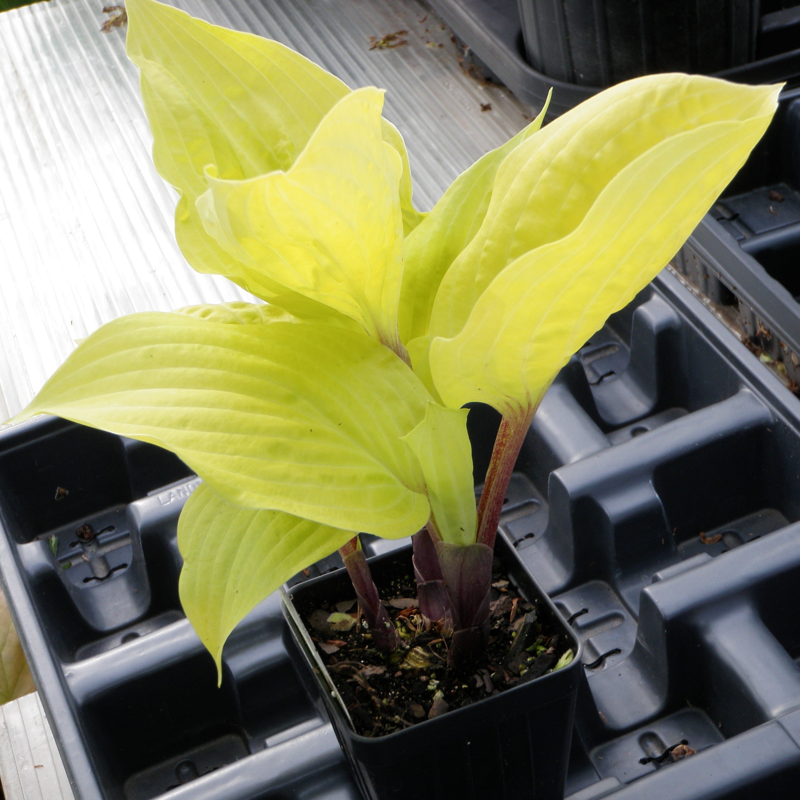 hosta DESIGNER GENES small red yellow shade perennial = 1 Potted Garden Plant