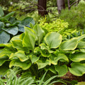 hosta LONE STAR large new upright green gold Proven Winners white flowers perennial = 1 Potted Garden Plant