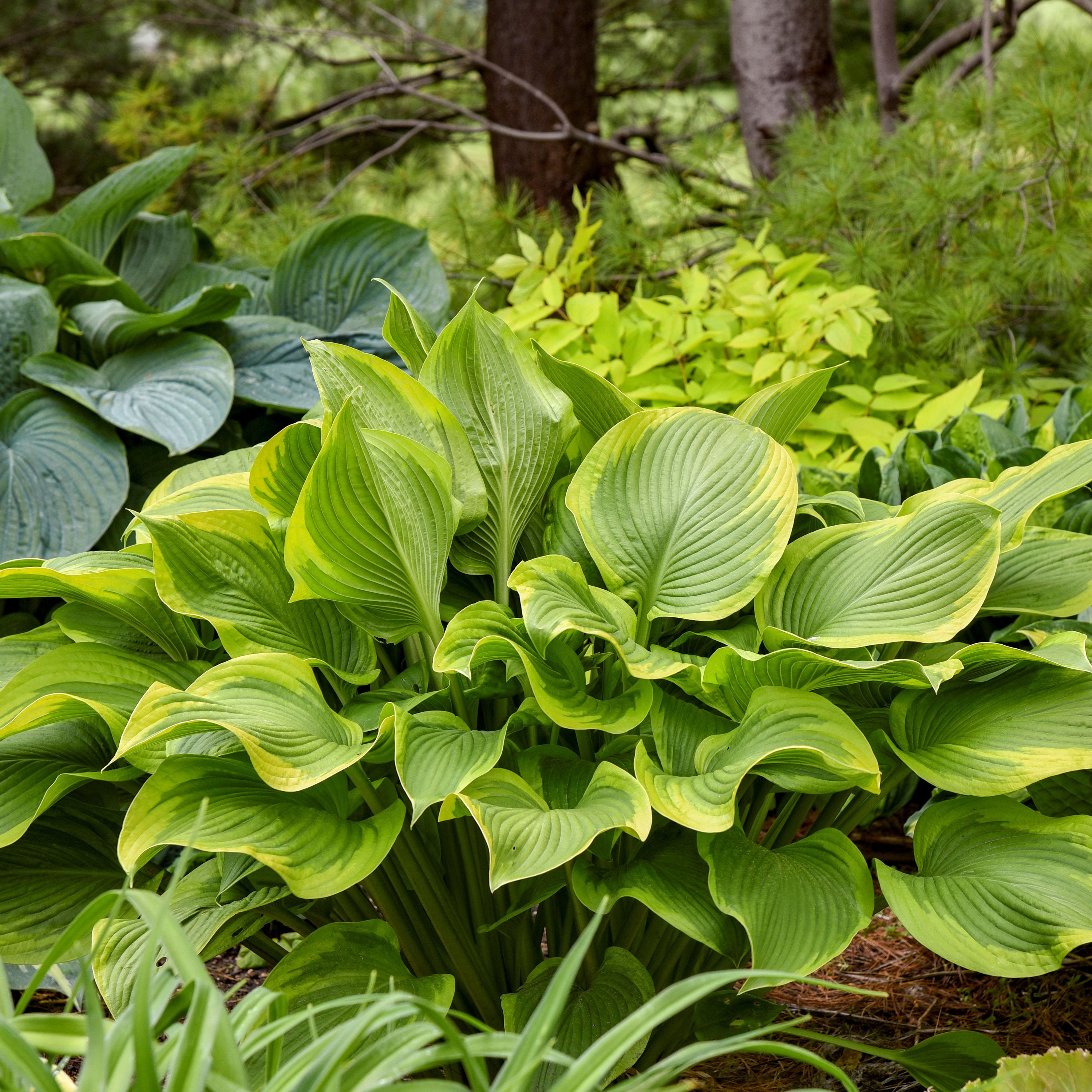 hosta LONE STAR large new upright green gold Proven Winners white flowers perennial = 1 Potted Garden Plant