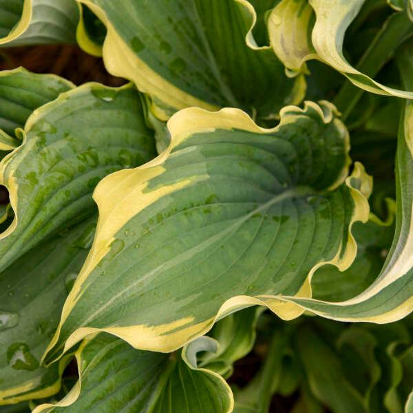 hosta VOICES in THE WIND medium wavy rippled new Proven Winners shade plants hostas disease-free = 1 Potted Garden Plant