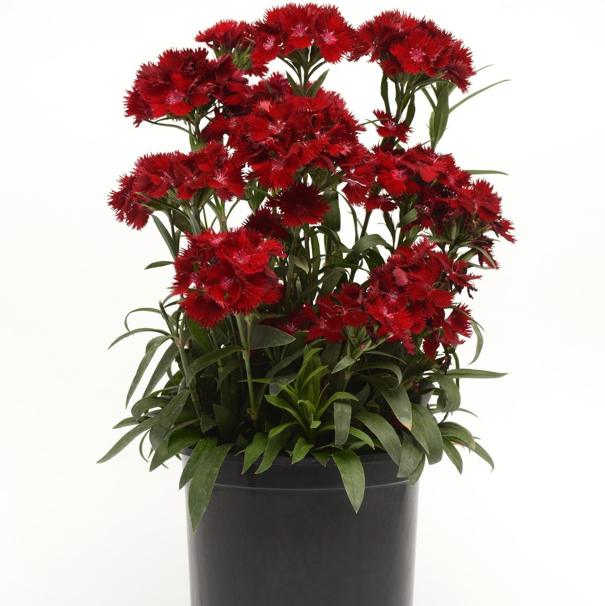 dianthus ROCKIN RED Pinks carnation hardy perennial = 1 Potted Garden Plant