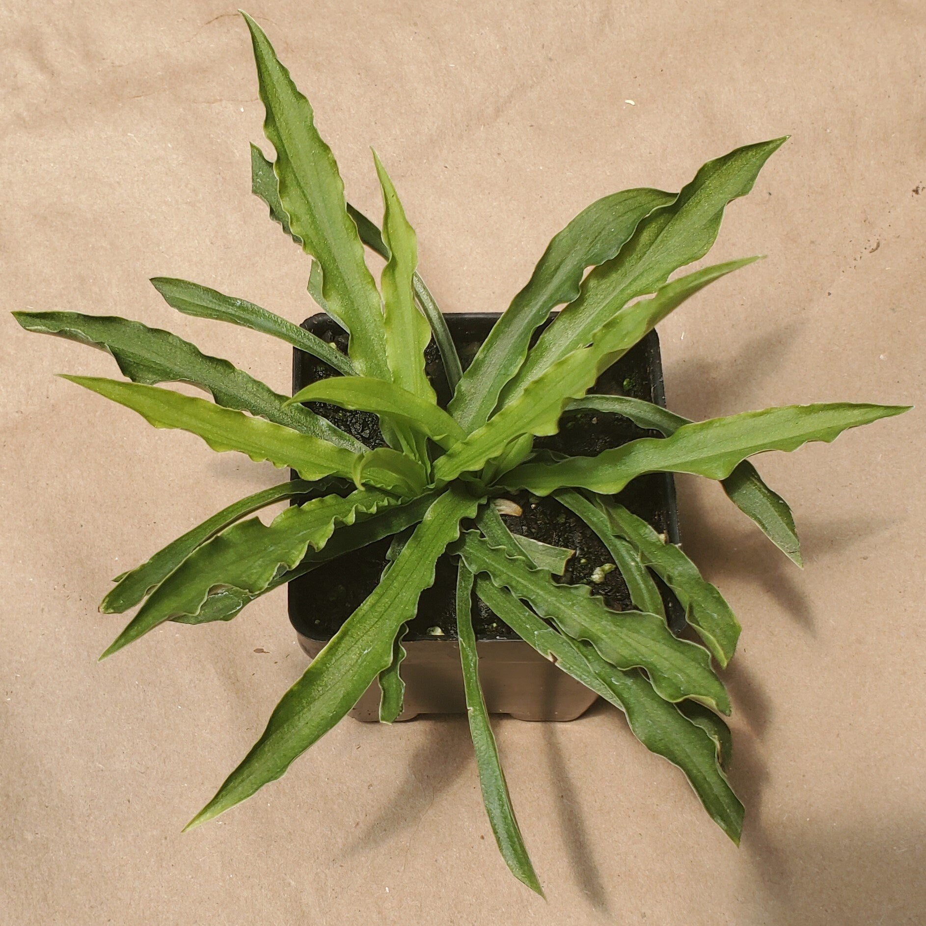 hosta LITTLE SQUIRT mini new small tiny wavy rippled long narrow folded rare perennial = 1 Potted Garden Plant