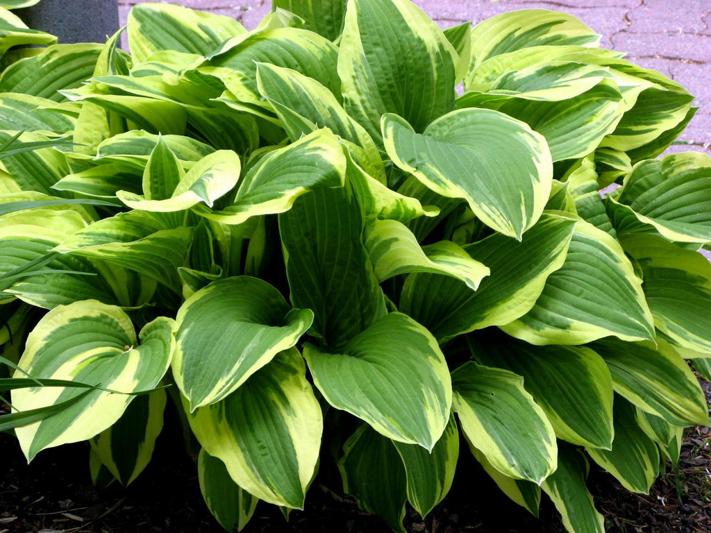 hosta FRAGRANT DREAM large sweet flowers seldom seen perennial = 1 Potted Garden Plant