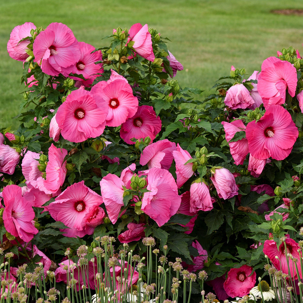hibiscus AIRBRUSH EFFECT pink stunning huge flowers hardy perennial = 1 Potted Garden Plant