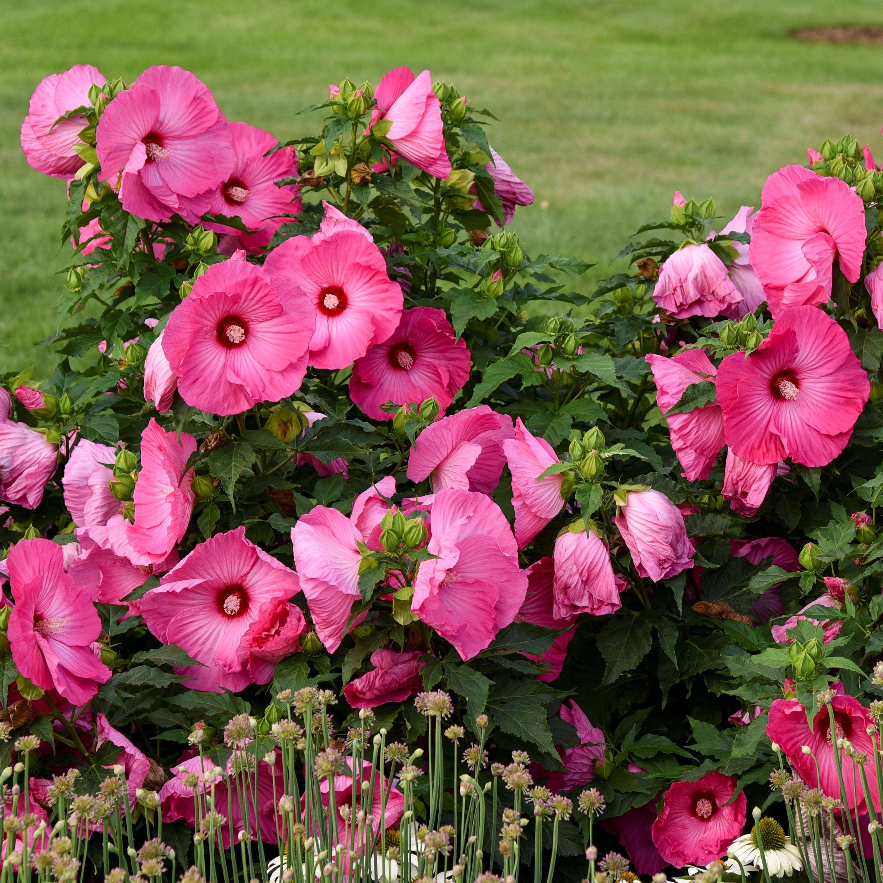 bush hibiscus AIRBRUSH EFFECT pink stunning huge flowers hardy perennial = 1 Potted Garden Plant