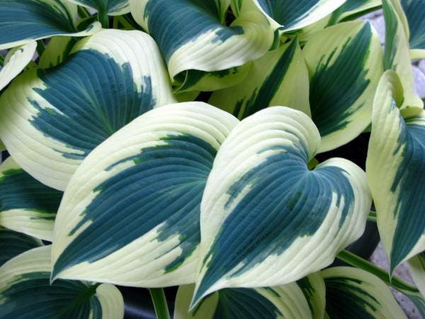 hosta BLUE IVORY medium white blue thick blush streaked heart shaped leaves Halcyon sport perennial = 1 Potted Garden Plant