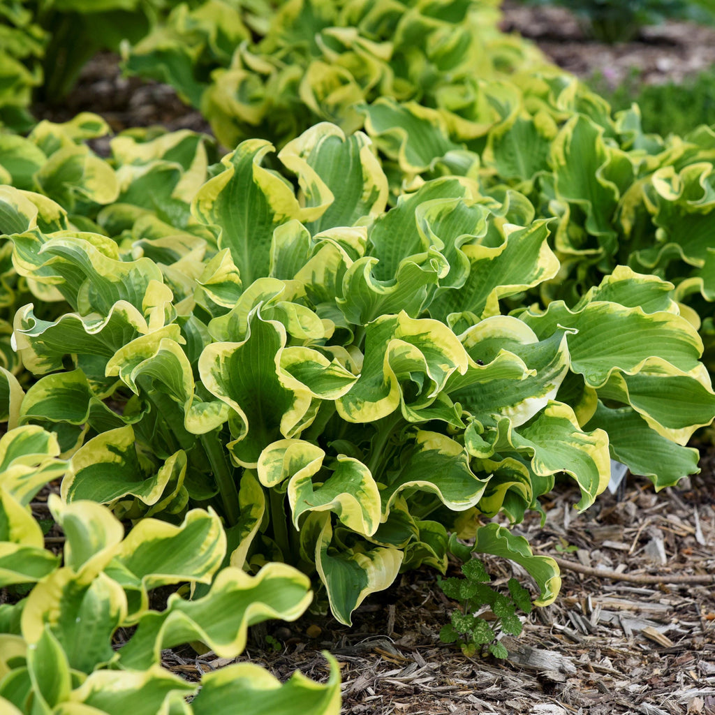 hosta WHEEE! small colorful thick wavy frilly cupped slug resistant perennial = 1 Live Potted Plant