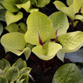 hosta RUBY EARRINGS small cupped new rare yellow red colorful flowers fast shade part sun perennial = 1 Potted Garden Plant