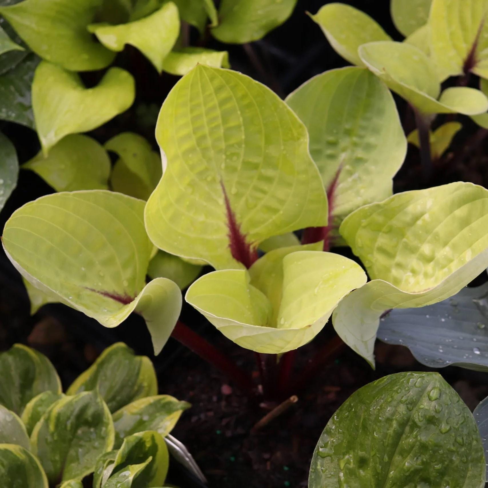 hosta RUBY EARRINGS small cupped new rare yellow red colorful flowers fast shade part sun perennial = 1 Potted Garden Plant