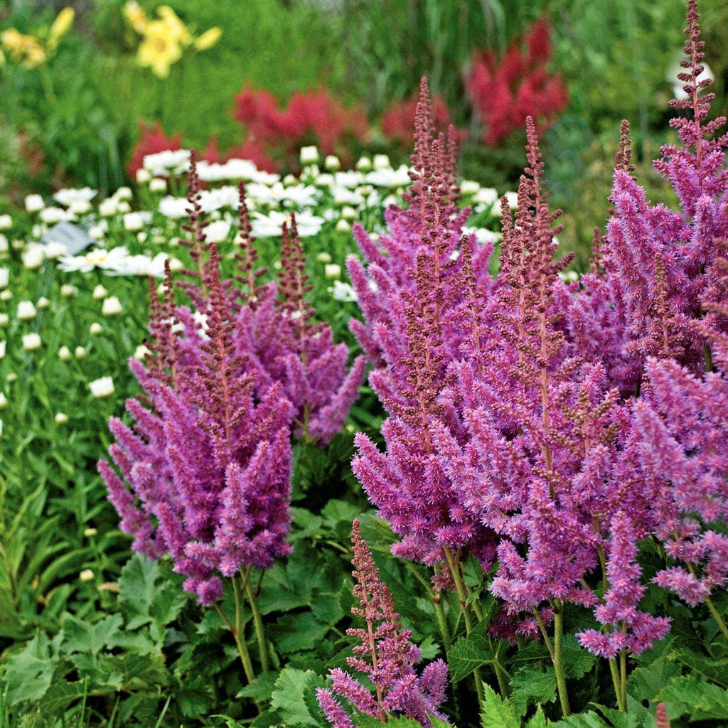 Astilbe VISIONS sun flower pink-red purple hardy perennial comes back every year = 1 Potted Garden Plant