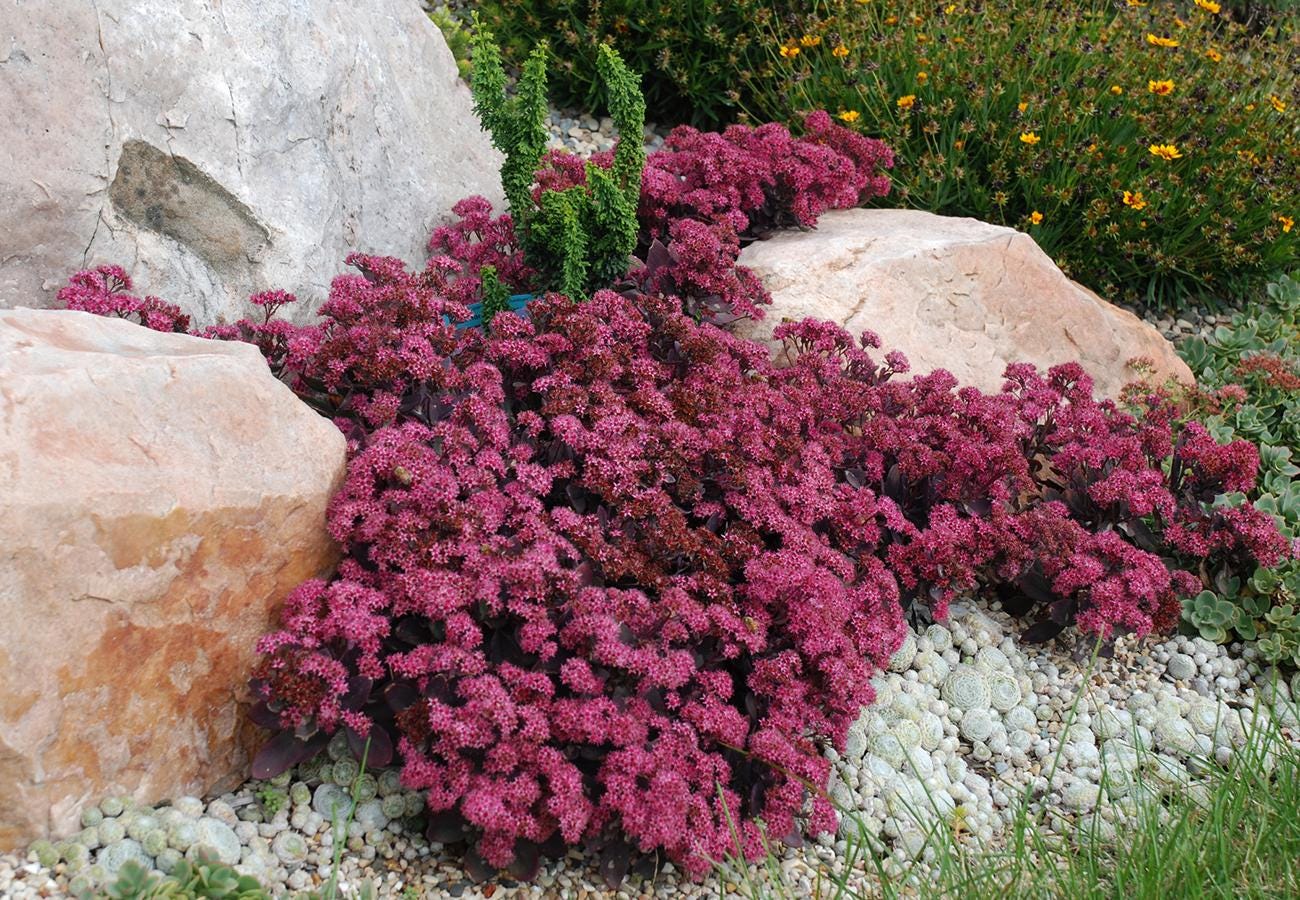 sedum PLUM DAZZLED purple stonecrop succulent groundcover hardy perennial = 1 Potted Garden Plant