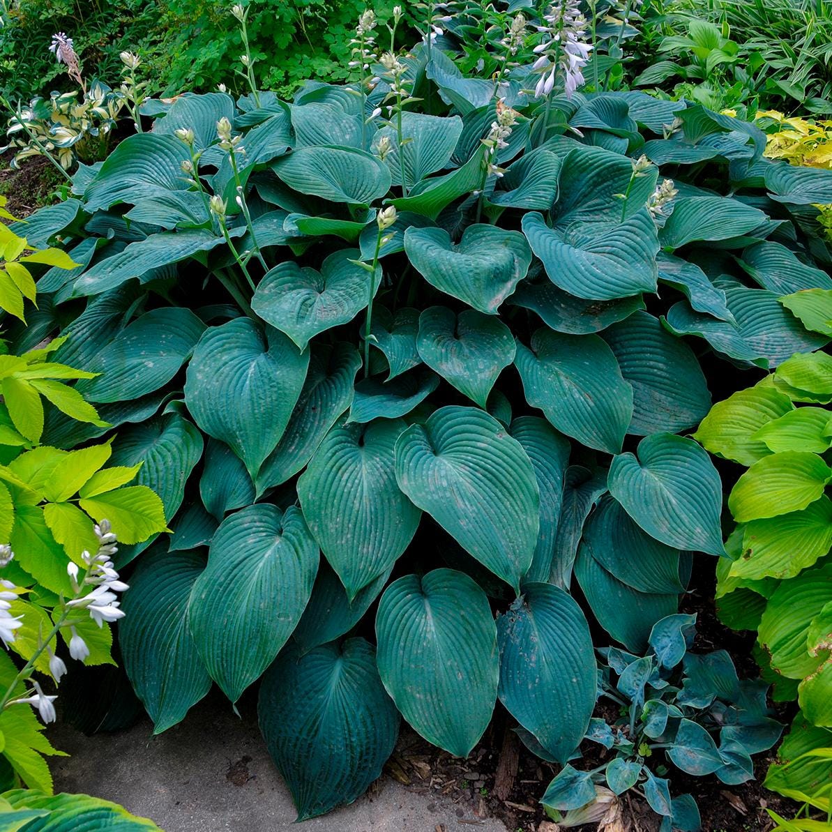 hosta BLUE ANGEL large blue classic award winner arching slug resistant thick perennial = 1 Potted Garden Plant