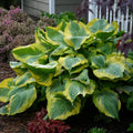 hosta SEDUCER large Proven Winners sieboldiana Mr Asch colorful perennial = 1 Potted Garden Plant