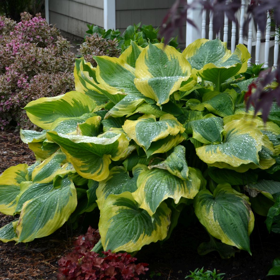hosta SEDUCER large Proven Winners sieboldiana Mr Asch colorful perennial = 1 Potted Garden Plant