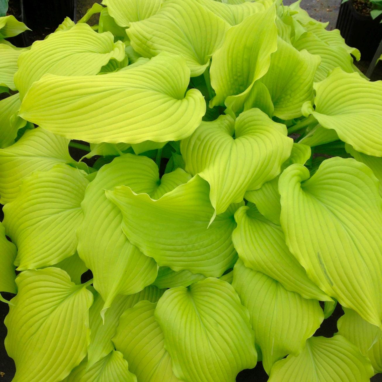 hosta DANCING QUEEN medium yellow gold hostas ruffled wavy unusual perennial = 1 Potted Garden Plant