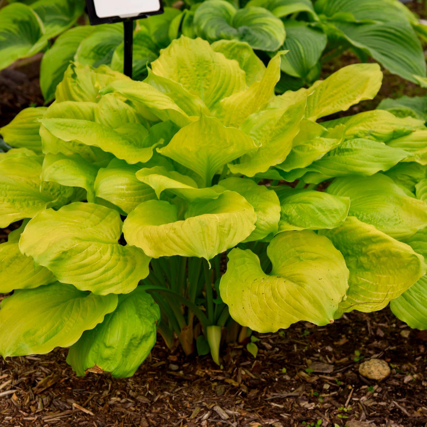 hosta SEASONS in THE SUN large unusual wavy new bright yellow gold pot perennial = 1 Potted Garden Plant