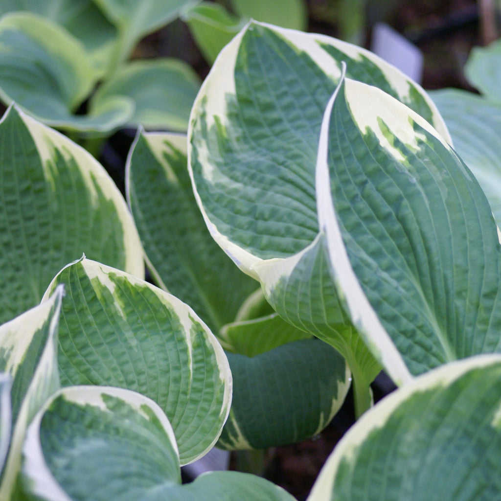 hosta BARBARA ANN large thick white blue rare big thick cupped perennial = 1 Potted Garden Plant