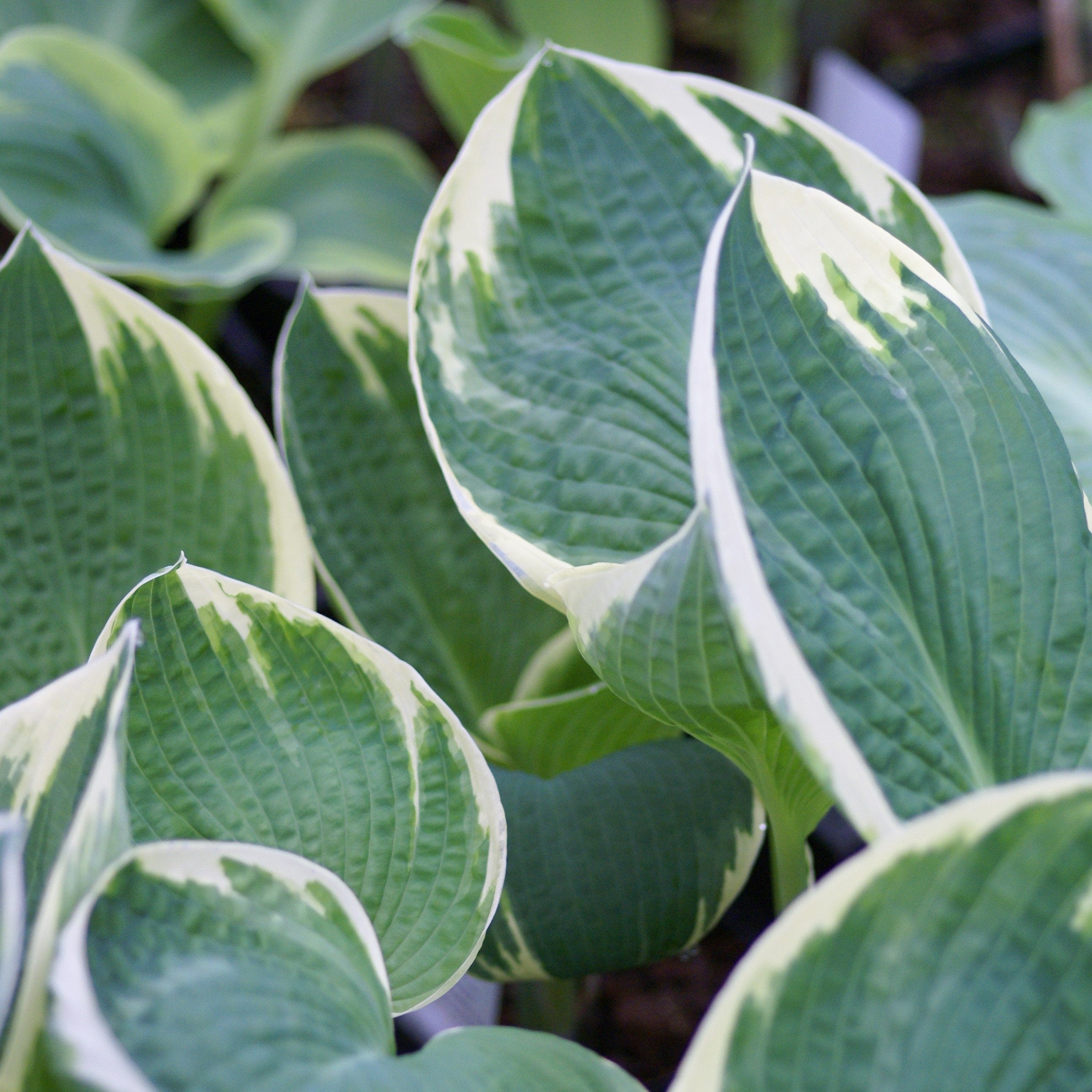 hosta BARBARA ANN large thick white blue rare big thick cupped perennial = 1 Potted Garden Plant