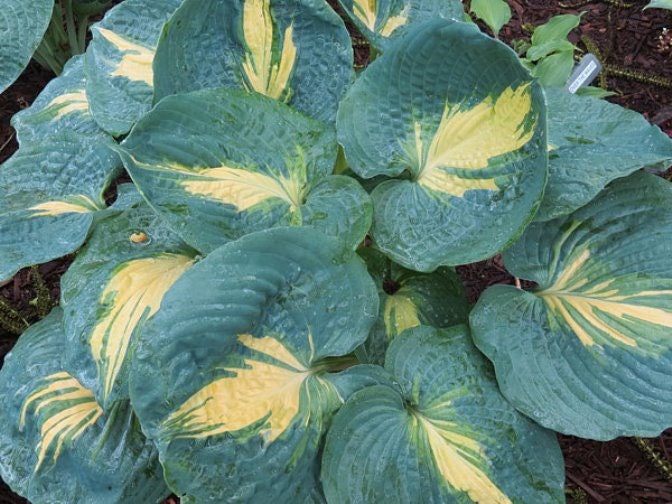 hosta DREAM QUEEN medium thick cupped blue yellow round corrugated lavender flowers perennial = 1 Potted Garden Plant