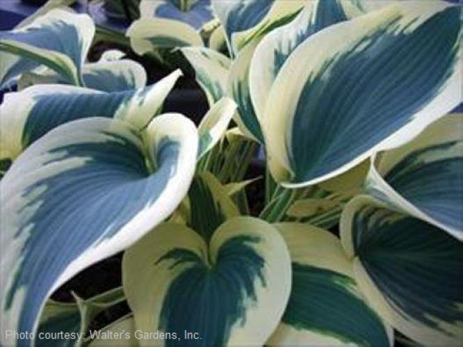 hosta BLUE IVORY medium white blue thick blush streaked heart shaped leaves Halcyon sport perennial = 1 Potted Garden Plant