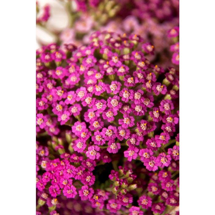 achillea OERTEL'S ROSE yarrow fast old fashioned cottage hot pink flowers hardy perennial = 1 Potted Garden Plant