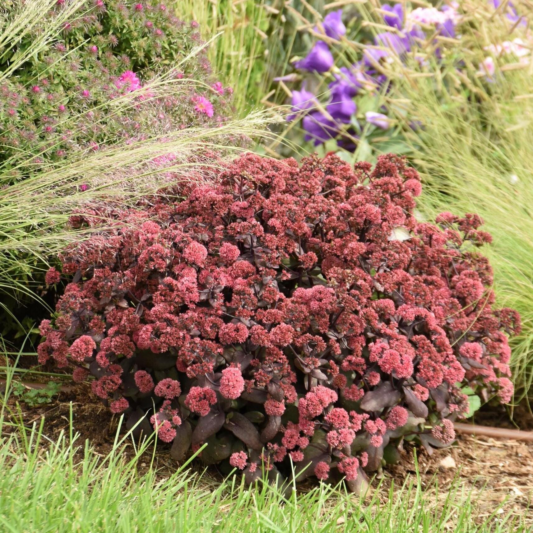 sedum MIDNIGHT VELVET upright hardy dark purple stonecrop pink flowers new perennial = 1 Potted Garden Plant