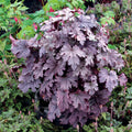 heucherella PLUM CASCADE unique coral bells alumroot heuchera hardy perennial purple grey silver = 1 Potted Garden Plant
