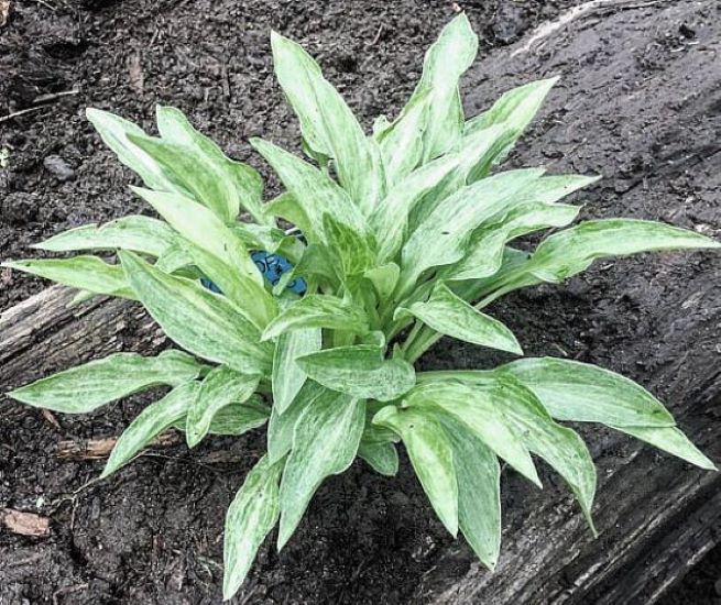 hosta OUT of THE FOG mini streaked speckled tiny unique little perennial = 1 Potted Garden Plant