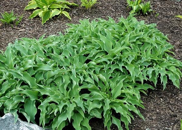 hosta BRIAR PATCH small new wavy blue rare little rippled ruffled tangled perennial = 1 Potted Garden Plant