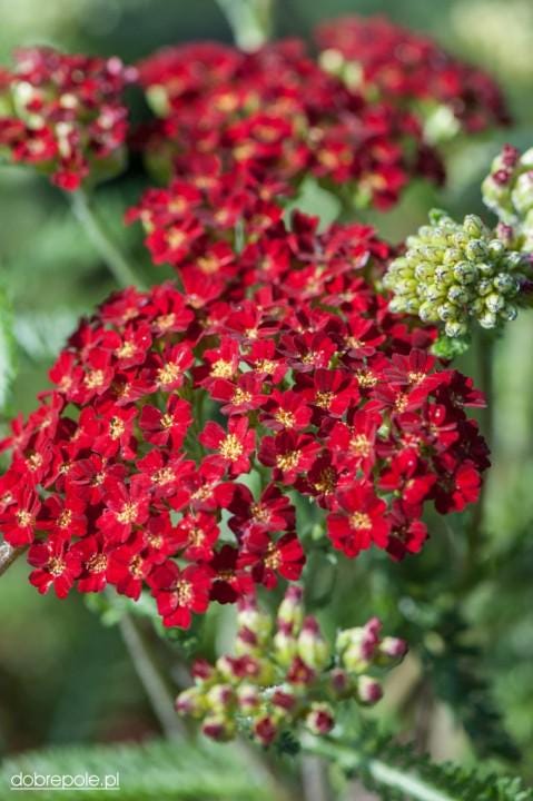 achillea DESERT EVE RED compact short yarrow fast flowers hardy perennial = 1 Potted Garden Plant