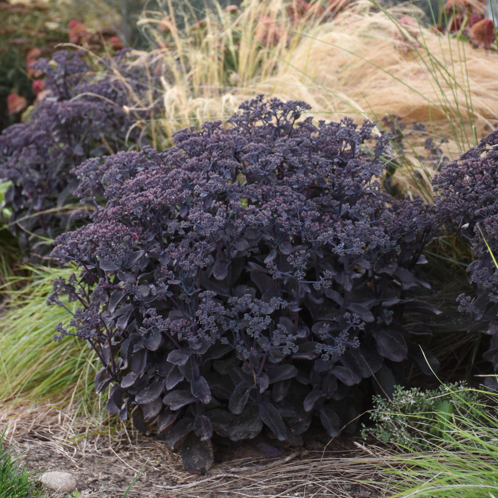 sedum BACK IN BLACK new purple upright succulent hardy perennial = 1 Potted Garden Plant