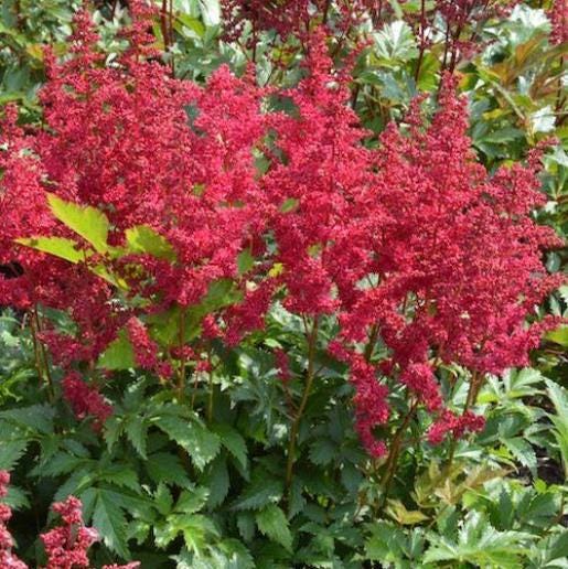 Astilbe LOWLANDS RUBY RED sun early flower cherry red false spirea hardy perennial = 1 Potted Garden Plant
