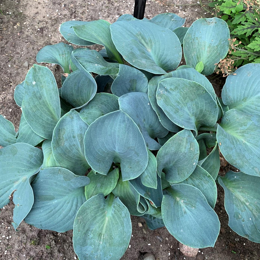 hosta SILVER BULLET small new blue hostas thick rubbery slug resistant rare perennial = 1 Potted Garden Plant