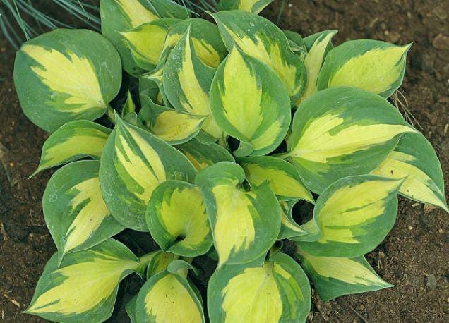 hosta BEACH BOY medium thick round corrugated hostas disease-free = 1 Potted Garden Plant