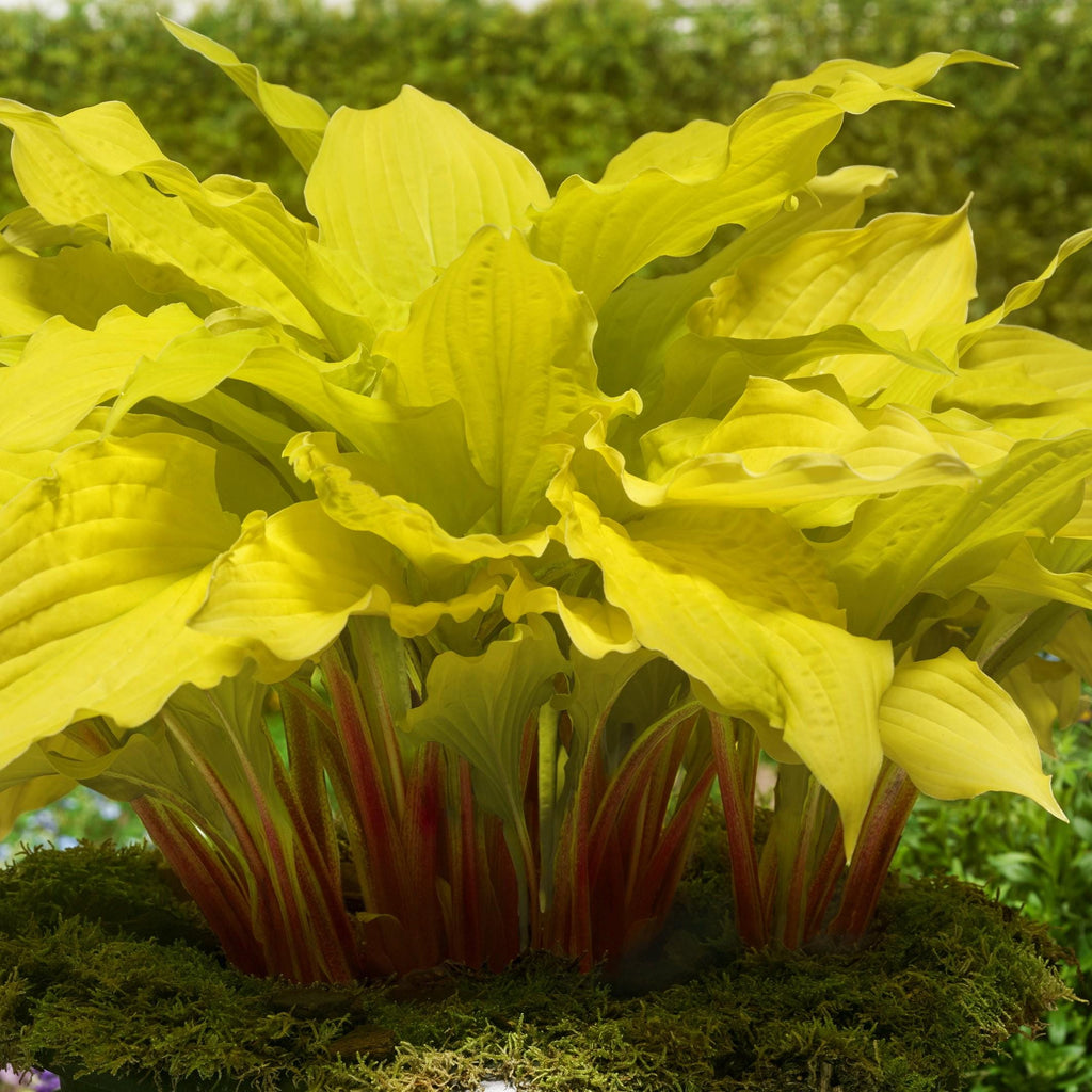 hosta LIPSTICK BLONDE small yellow red rare new shade perennial = 1 Potted Garden Plant