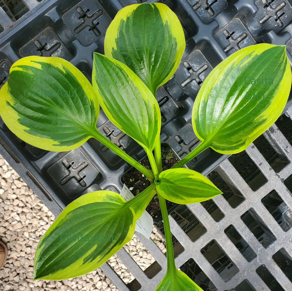 hosta QUEEN JOSEPHINE medium shiny easy classic perennial = 1 Potted Garden Plant