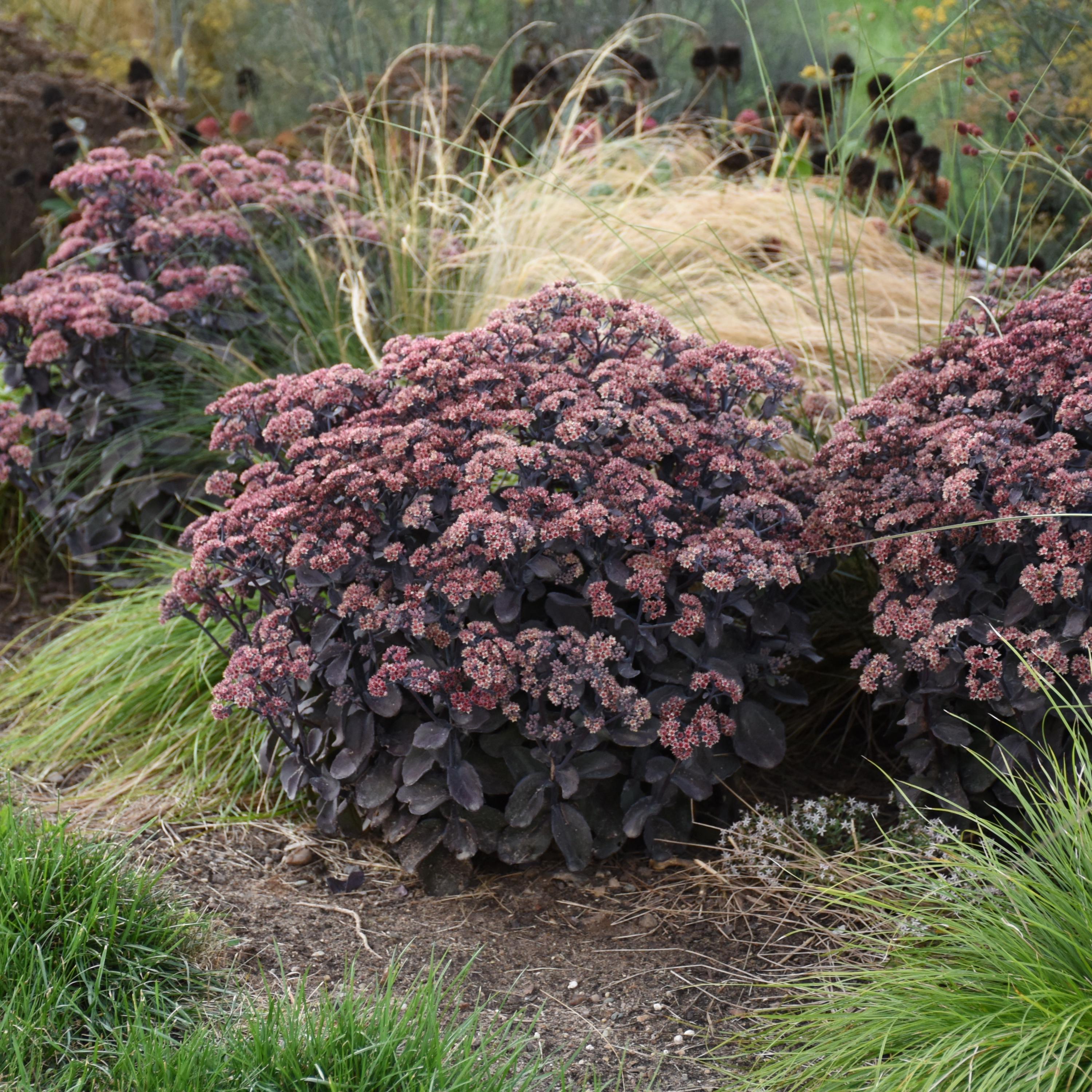 sedum BACK IN BLACK new purple upright succulent hardy perennial = 1 Potted Garden Plant
